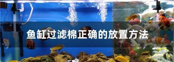 鱼缸的过滤棉怎么放，鱼缸过滤棉正确的放置方法视频图2