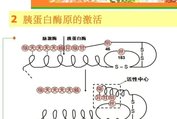 酶原激活的原理是什么，酶原激活的机制及其生理意义图2