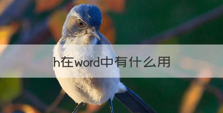 h在word中有什么用图1