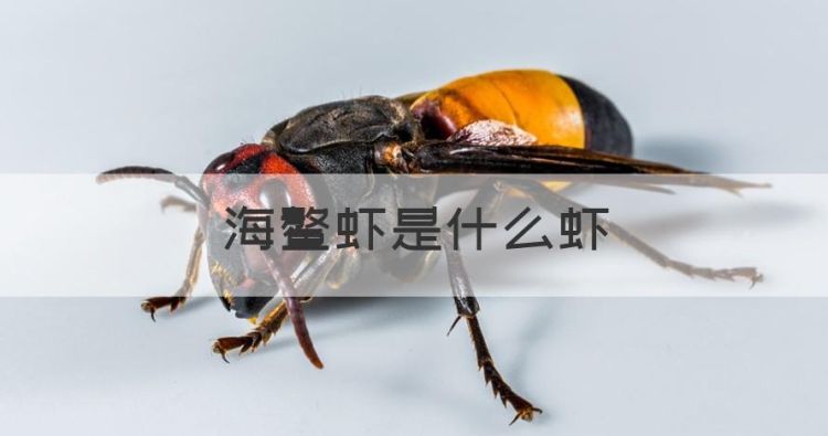 海鳌虾是什么虾，红白相间的虾叫什么名字图1