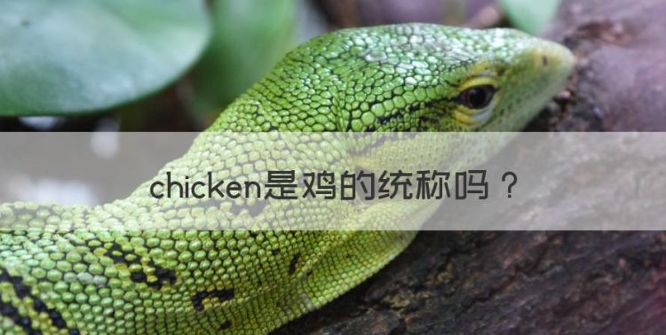 chicken是鸡的统称图1