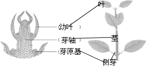 枝条是由幼嫩的什么组成的，枝条是由幼嫩的茎叶和什么组成的图6