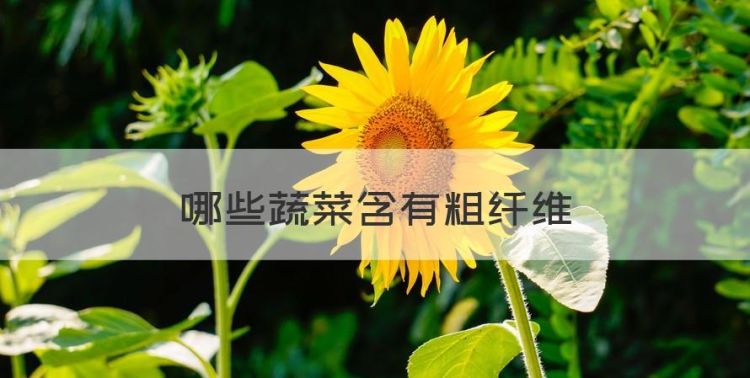 哪些蔬菜含有粗纤维，维生素e蔬菜水果有哪些图1