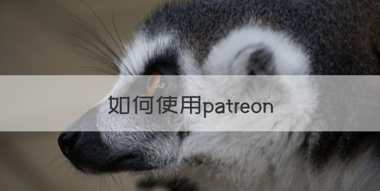 如何使用patreon图1