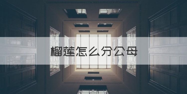 榴莲怎么分公母图1