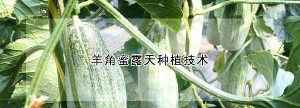 露天怎么样种植羊角蜜，羊角蜜种植技术与管理视频图2