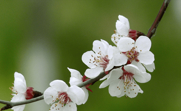 桃花是什么颜色，桃花有几种颜色分别是什么颜色图2