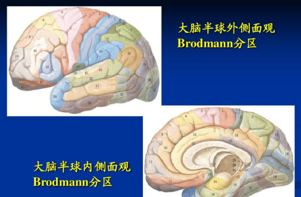 脑的结构，大脑有哪些结构图3