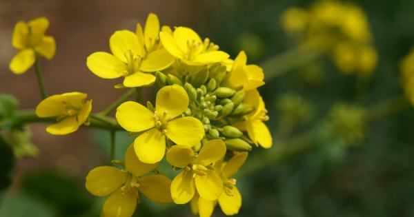 白菜花属于什么植物，白菜花和绿菜花有什么营养区别图5