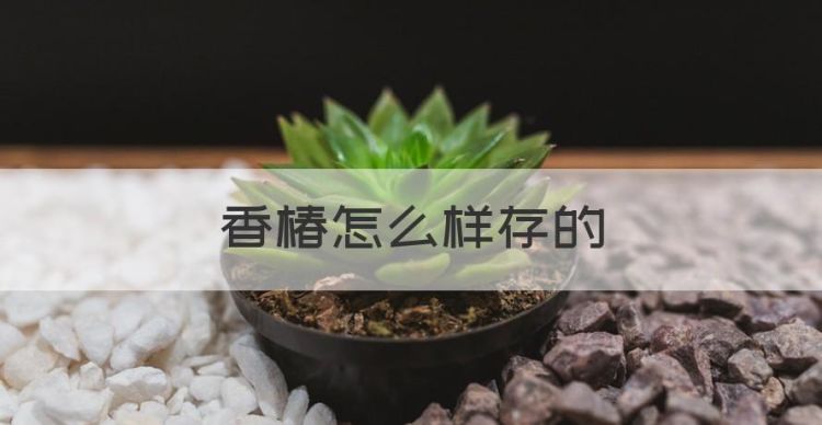 香椿怎么样存的，香椿吃不完怎么样才能长期保存图1