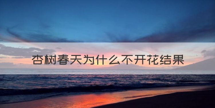 杏树开花不结果的原因，杏树春天为什么不开花结果图1