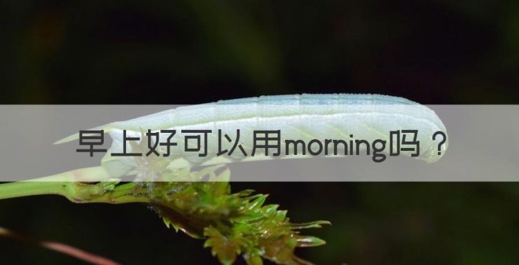 早上好可以用morning，早安可以只说morning吗图1