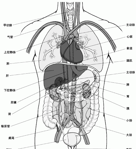 人体结构的名称有哪些，人身体部位的名称有哪些图2