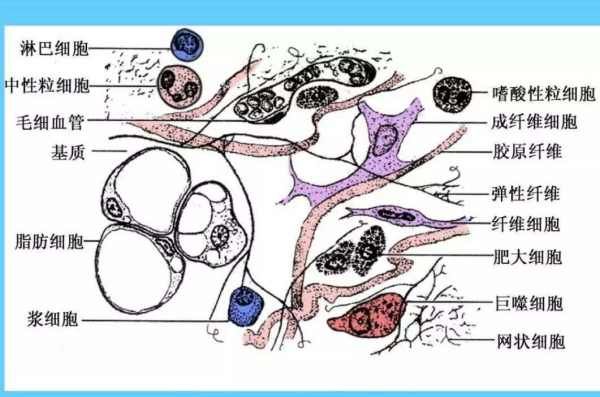 结缔组织有什么功能，常见的结缔组织有哪些图2