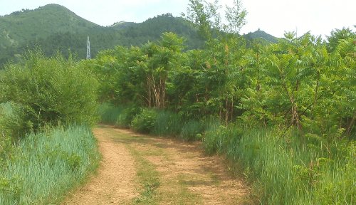 夏天温度一般是多少度，东北夏天温度一般多少度图4