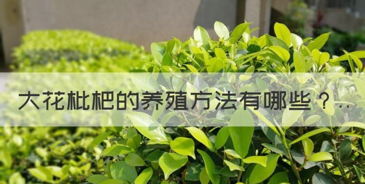 如何种植枇杷树苗，大花枇杷的养殖方法图1