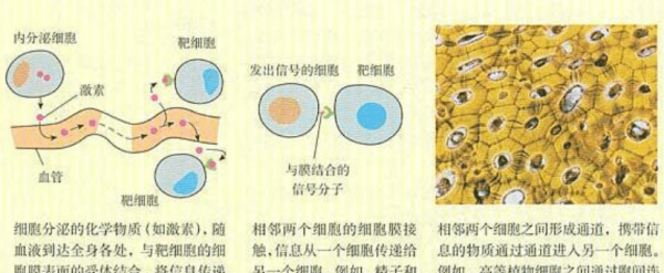 交流的几种方式，细胞间信息交流的三种方式是什么图2