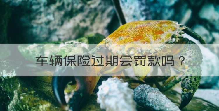 车辆保险过期会罚款，汽车保险过期了要罚款吗图1