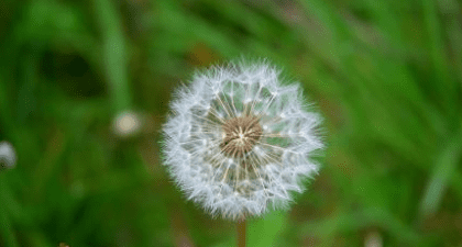 蒲公英的花什么样，蒲公英的花像什么图2