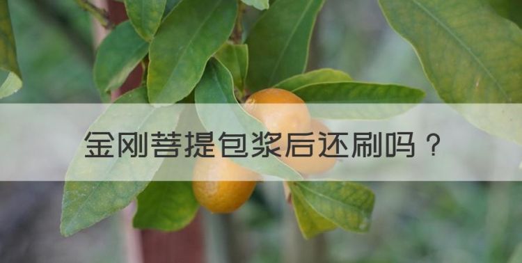 金刚菩提包浆后还刷，金刚菩提包浆时可以刷可以盘图1