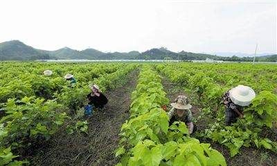 怎么样吃嫩桑叶，桑叶用法和做法是怎么做图2