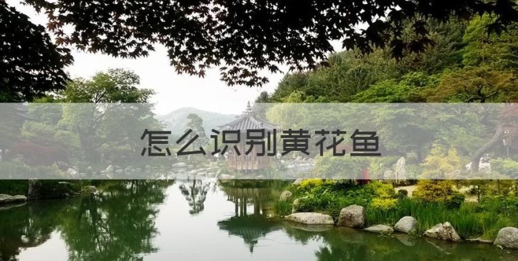 怎么识别黄花鱼，野生黄鱼和人工养殖的区别