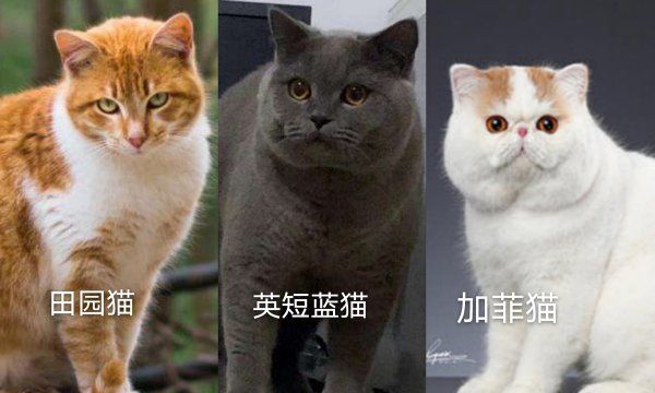 为什么田园猫脸和嘴尖，田园猫怎么避免尖嘴猴腮图2