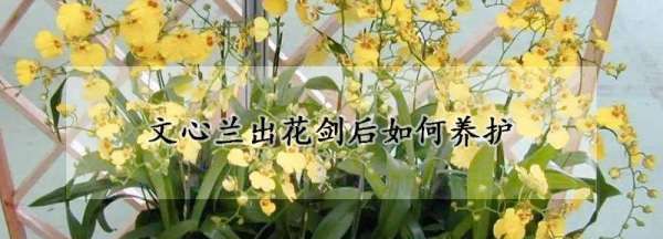 文心兰开花后怎么处理，文心兰开花后鳞茎可以剪掉吗图2