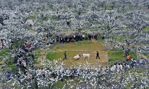 莱阳梨花节什么时间，财神节的由来是什么图2