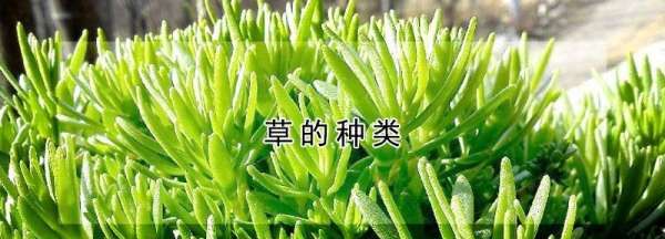 草的种类，小草的种类有几种图2