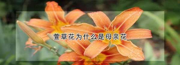 萱花为什么指母亲，萱草花为什么是母亲花?图2