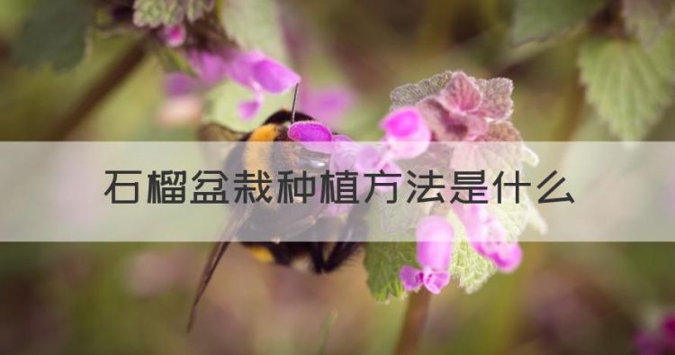 盆栽石榴怎么种植方法，石榴盆栽种植方法是什么图1