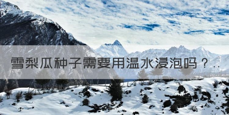 梨瓜冬天有吗，雪梨瓜种子需要用温水浸泡