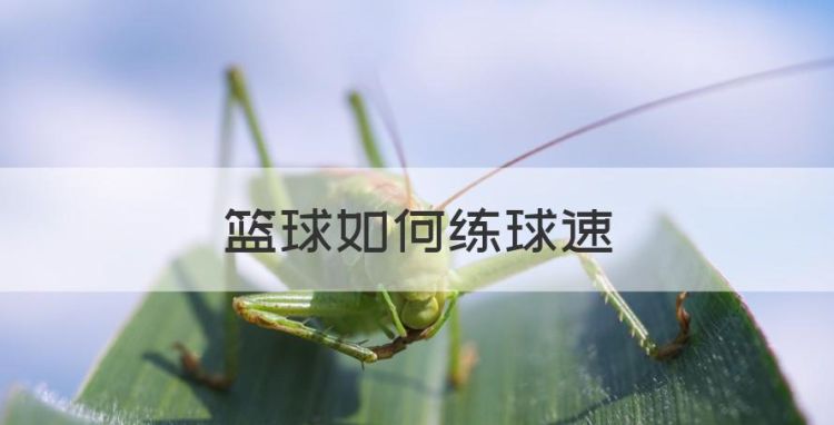 篮球如何练球速，篮球速度训练方法方案图1