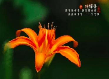 中国母亲之花是萱草，中国的母亲花是什么花?图4