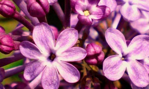 丁香花是什么颜色，丁香花是花 丁香花有什么颜色图3