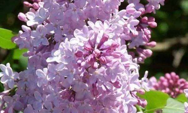 丁香花是什么颜色，丁香花是花 丁香花有什么颜色图4