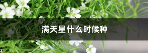 满天星适合什么季节种，满天星什么时候种最合适?图5