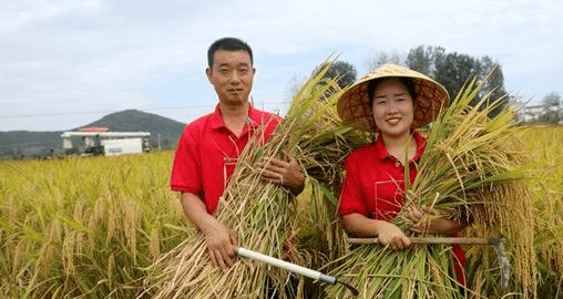 收割稻谷是哪一个季节，稻谷什么季节播种和收获图2