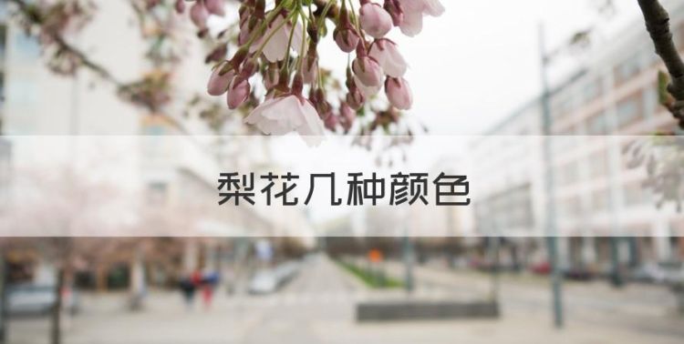 梨花几种颜色，梨花是什么颜色的图1