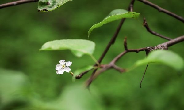 梨花几种颜色，梨花是什么颜色的图5