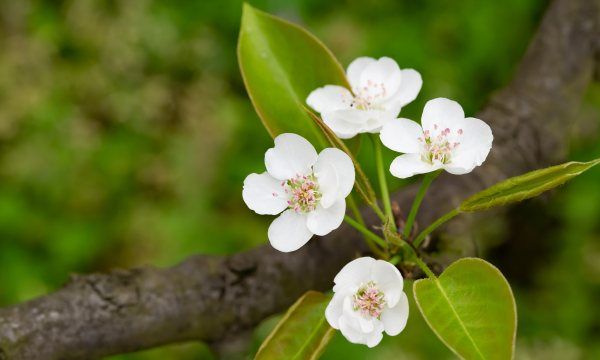 梨花几种颜色，梨花是什么颜色的图6