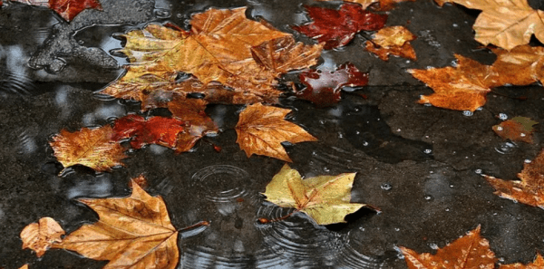 关于秋雨的哲学句子，秋雨意境很美的诗句图2