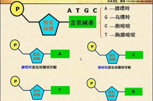 核苷酸有几种，病毒有几种核苷酸是一种核糖核苷酸 还是4种agcu分别+核糖核苷酸 为什么图2