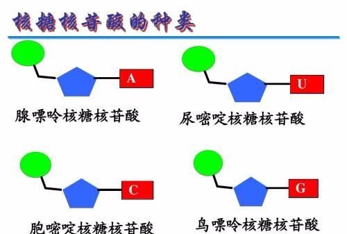 核苷酸有几种，病毒有几种核苷酸是一种核糖核苷酸 还是4种agcu分别+核糖核苷酸 为什么图3