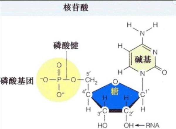 核苷酸有几种，病毒有几种核苷酸是一种核糖核苷酸 还是4种agcu分别+核糖核苷酸 为什么图4