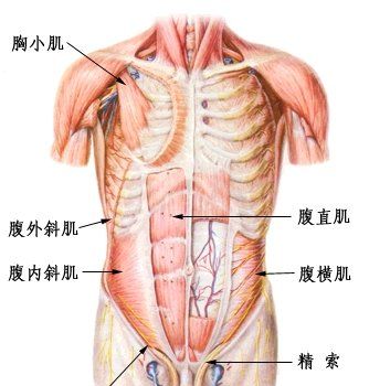 肌腹是什么组织，肌腱是由 组织构成的肌腹是由 组织构成的肌肉对吗图2