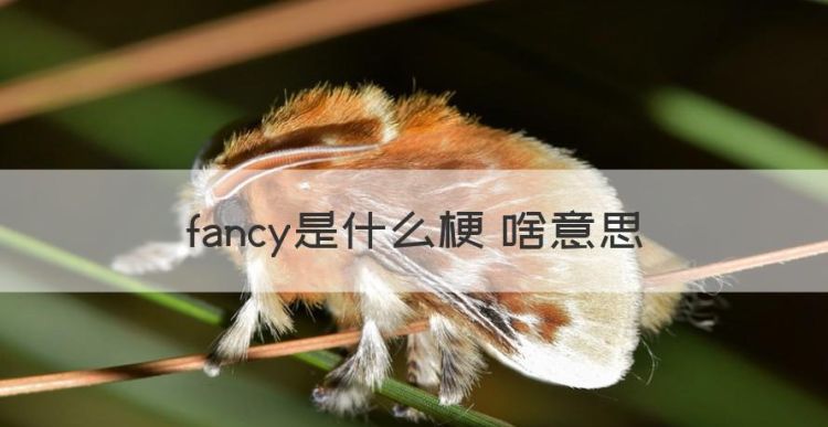 你很fancy啥意思，fancy是什么梗 啥意思