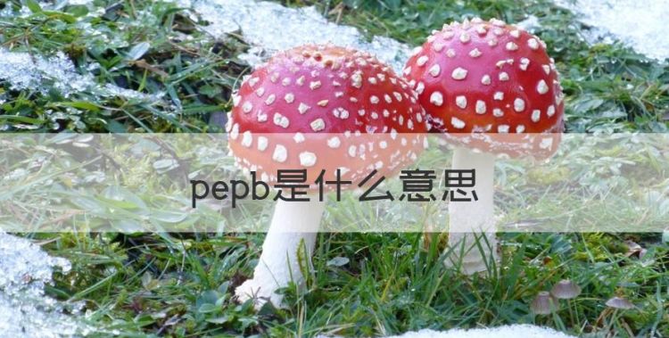 pepb是什么意思，证券里pe是什么意思