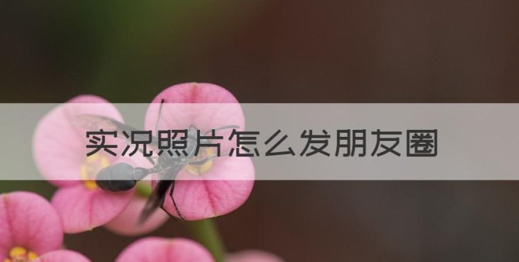 实况照片怎么发朋友圈，苹果实况照片怎么发朋友圈才会动